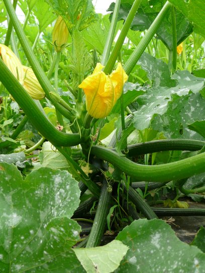 image 20courgettemconseil.jpg (2.0MB)